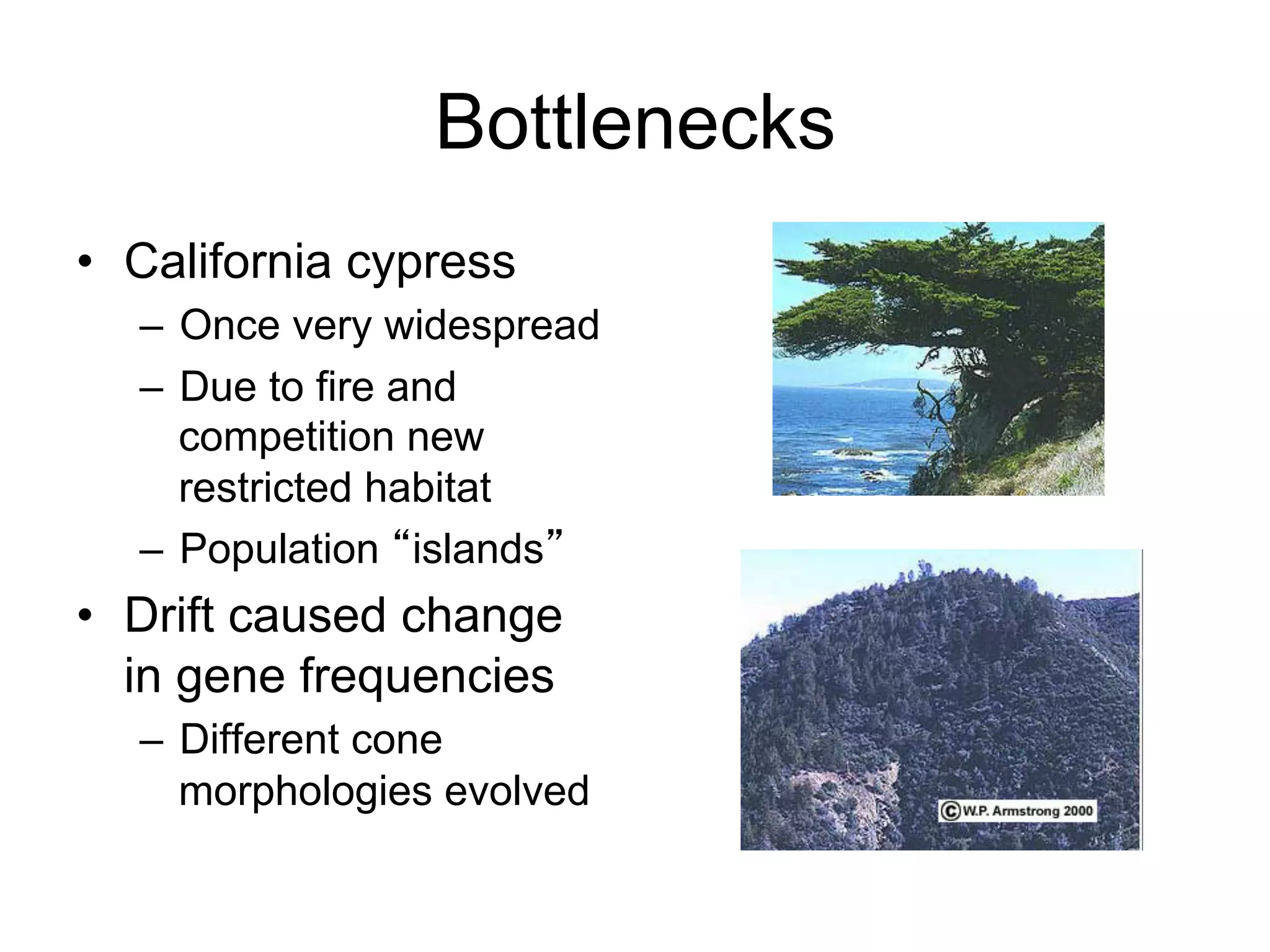 Bottlenecks
•  California cypress
–  Once very widespread
–  Due to fire and
competition new
restricted habitat
–  Population “islands”
•  Drift caused change
in gene frequencies
–  Different cone
morphologies evolved
 