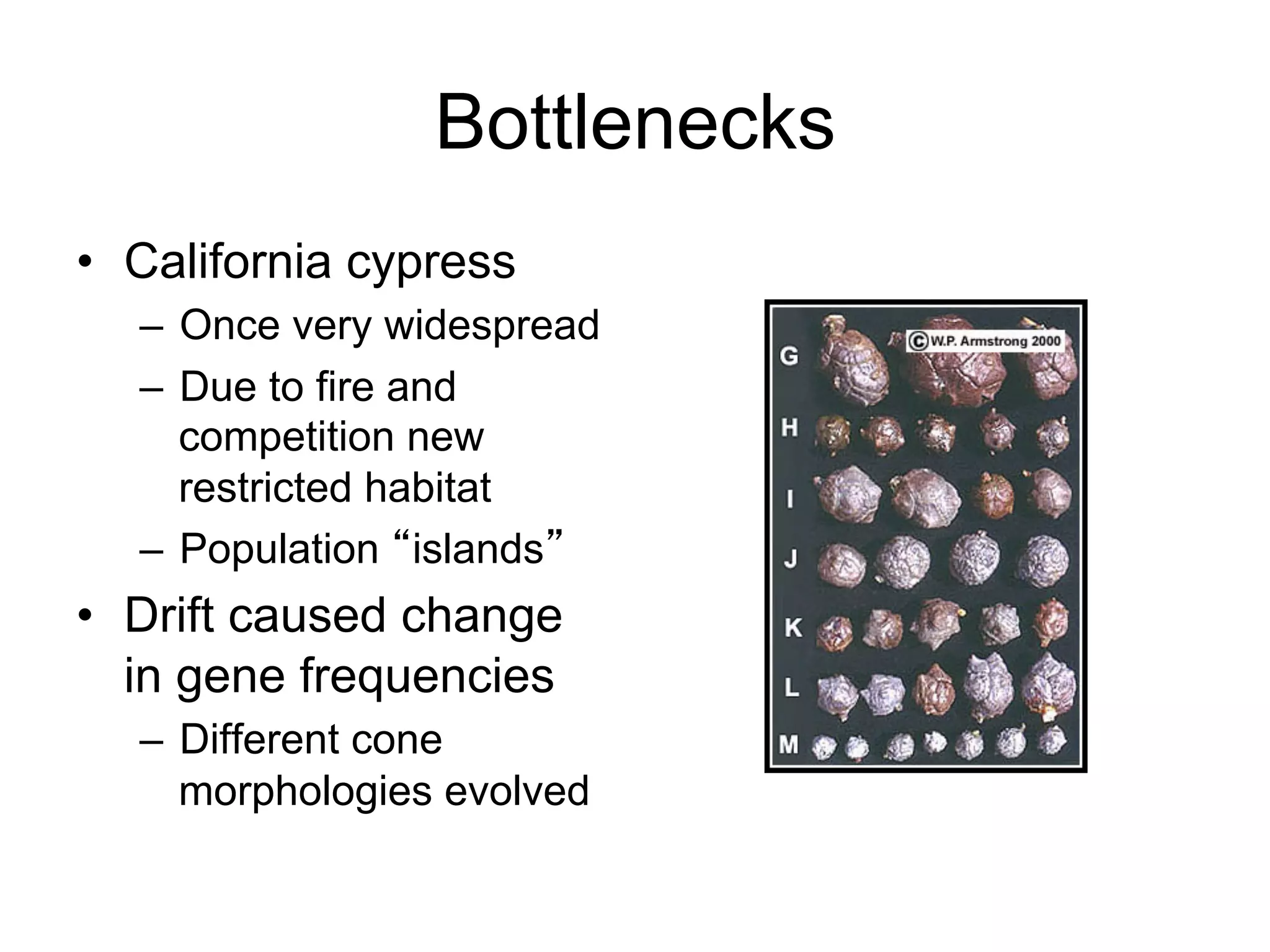 Bottlenecks
•  California cypress
–  Once very widespread
–  Due to fire and
competition new
restricted habitat
–  Population “islands”
•  Drift caused change
in gene frequencies
–  Different cone
morphologies evolved
 