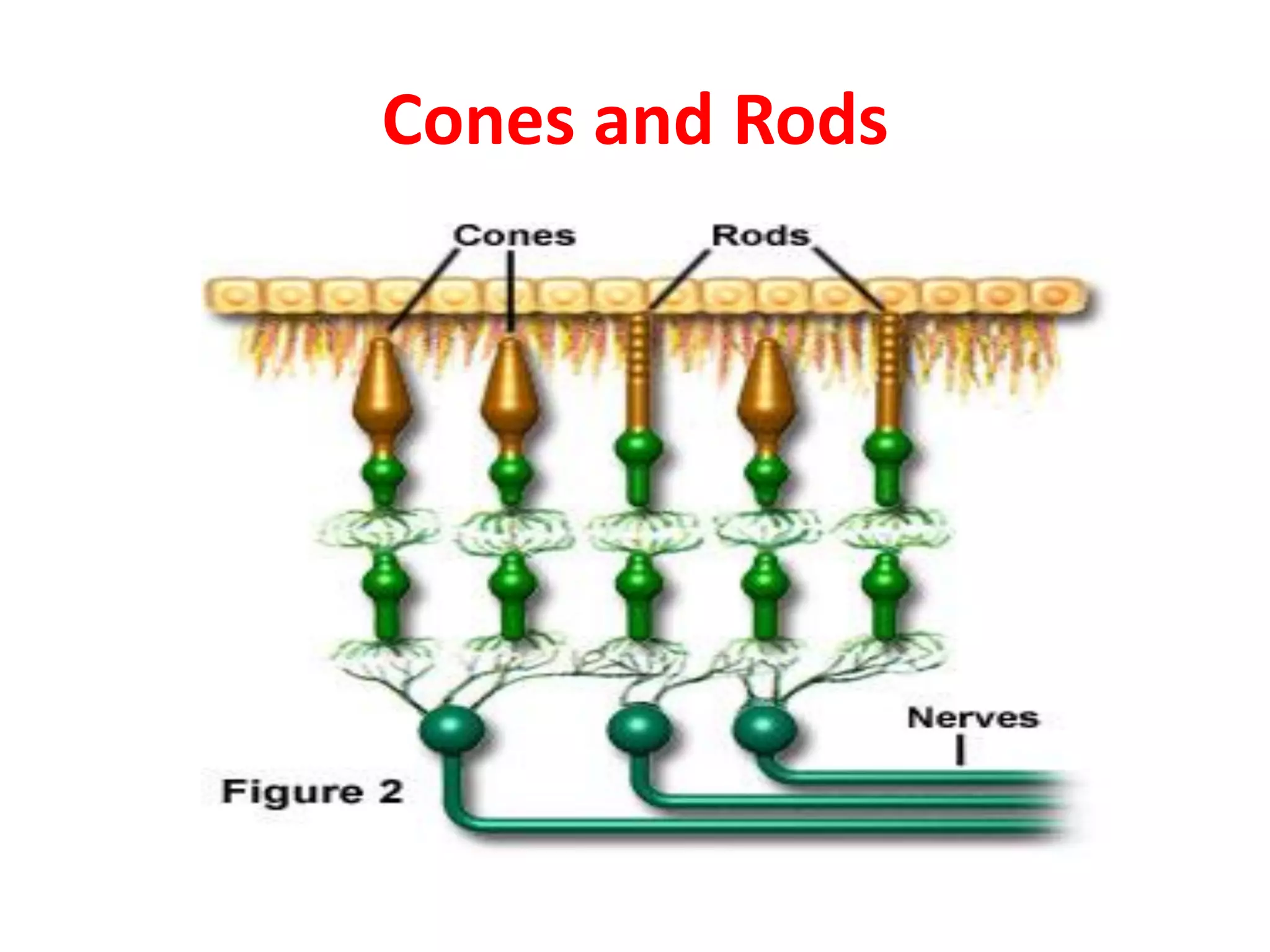 Elements of visual perception | PDF