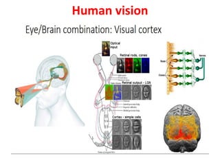 Elements of visual perception | PDF