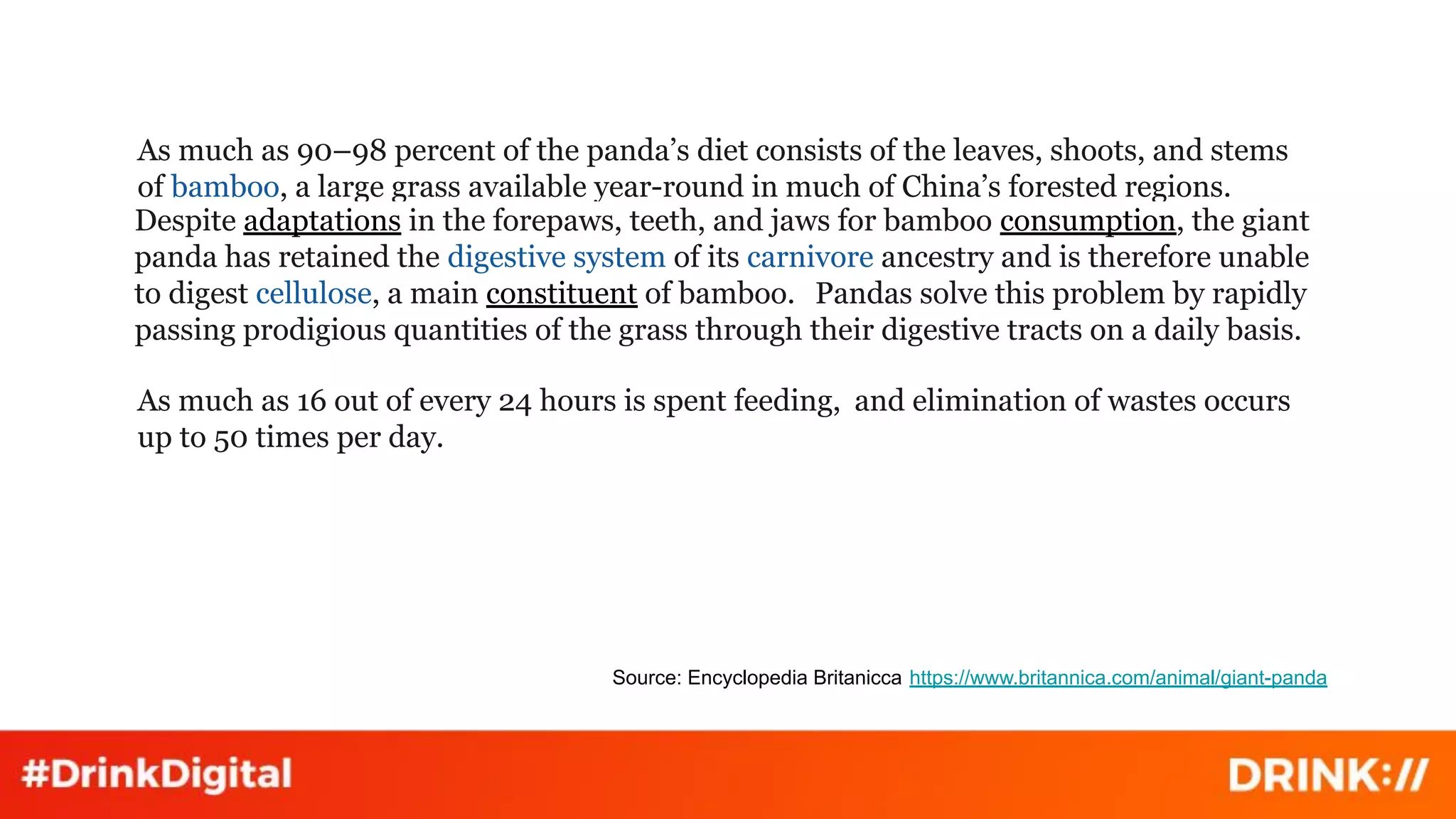 As much as 90–98 percent of the panda’s diet consists of the leaves, shoots, and stems
of bamboo, a large grass available year-round in much of China’s forested regions.
Pandas solve this problem by rapidly
passing prodigious quantities of the grass through their digestive tracts on a daily basis.
Despite adaptations in the forepaws, teeth, and jaws for bamboo consumption, the giant
panda has retained the digestive system of its carnivore ancestry and is therefore unable
to digest cellulose, a main constituent of bamboo.
and elimination of wastes occurs
up to 50 times per day.
As much as 16 out of every 24 hours is spent feeding,
Source: Encyclopedia Britanicca https://www.britannica.com/animal/giant-panda
 