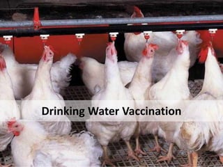 Drinking Water Vaccination
 