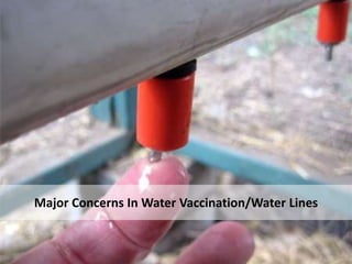 Protecting Virus Particles in Water Lines
Filters
 Filters must be removed or
bypassed before vaccination.
 Slime and dirt build up on filters
can concentrate undesirable
disinfectants, minerals etc. on
the surface of the filter, which
may inactivate the vaccine virus.
 