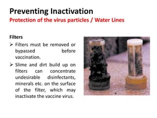 Cont. …
Dirt in bell drinkers
 If litter gets into the drinkers it is
usually a mixture of litter and faeces.
 This ‘cocktail’ can change the pH of
the water in the drinkers and can
adversely affect the vaccine virus.
 If the flock is under medication,
residues of drugs or their metabolites
in the faeces can also change the pH
conditions.
 