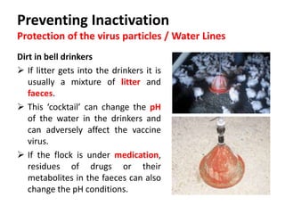Cont. …
 Shavings or other litter
material can act as weight in
the bell type drinkers and keep
the valves closed, preventing
vaccinated water flowing
down into the drinkers.
 Dirt in the drinkers can also
absorb the vaccine onto its
surface, adhering it to the
bottom or side of the drinkers.
 