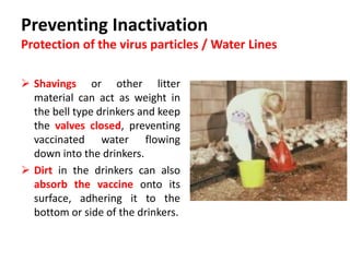Cont. …
 In other words a certain proportion of the vaccine will remain
on the drinker and not enter the birds.
 This will lead to a non-uniform immune response and poor
flock protection.
 It is always advisable to scrub clean the drinkers on the
morning of vaccination but use no sanitizer or disinfectant.
 