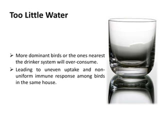 4- Timing Of Vaccination
Vaccination early in the morning is recommended since this is the
time when birds will exhibit peak activity and therefore peak
water consumption.
 