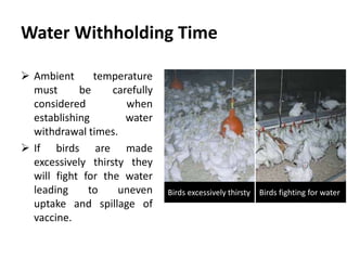 Cont. …
 Stability in water is not the same for all vaccines and depends
on the type of vaccine virus being administered.
 The titer of an IB vaccine for example declines faster after two
hours than that of an IBD vaccine.
 Virus stability in water should be considered when developing
water vaccination protocols.
 