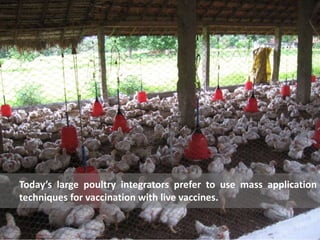 Today’s large poultry integrators prefer to use mass application
techniques for vaccination with live vaccines.
 
