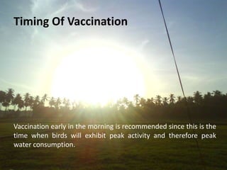 7- Dead Space
 The manifold of the water system can
also contain substantial residual water.
 Residual chlorinated water in the dead
space of nipple lines can be detrimental
to the vaccine virus, therefore the system
must be drained completely before
allowing vaccinated water to enter the
drinker lines.
 