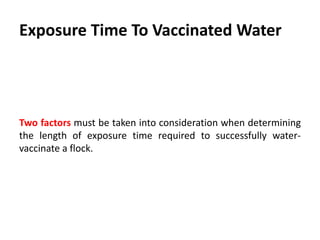 Steps for Drinking Water Vaccination
Preparation, one or two days before vaccination
 