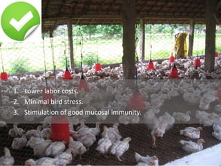 1. Lower labor costs.
2. Minimal bird stress.
3. Stimulation of good mucosal immunity.
 