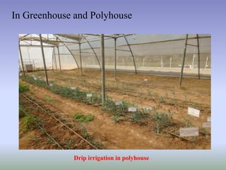 In Greenhouse and Polyhouse
Drip irrigation in polyhouse
 