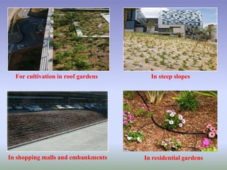 For cultivation in roof gardens
In shopping malls and embankments
In steep slopes
In residential gardens
 