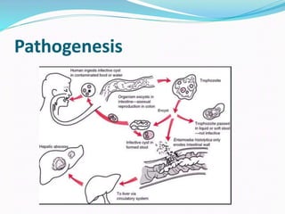 Liver Abscesses Algorithm Liver abscess, summary and principle about treatment | PPTX