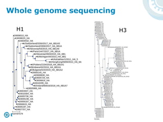 H1 H3
Whole genome sequencing
 