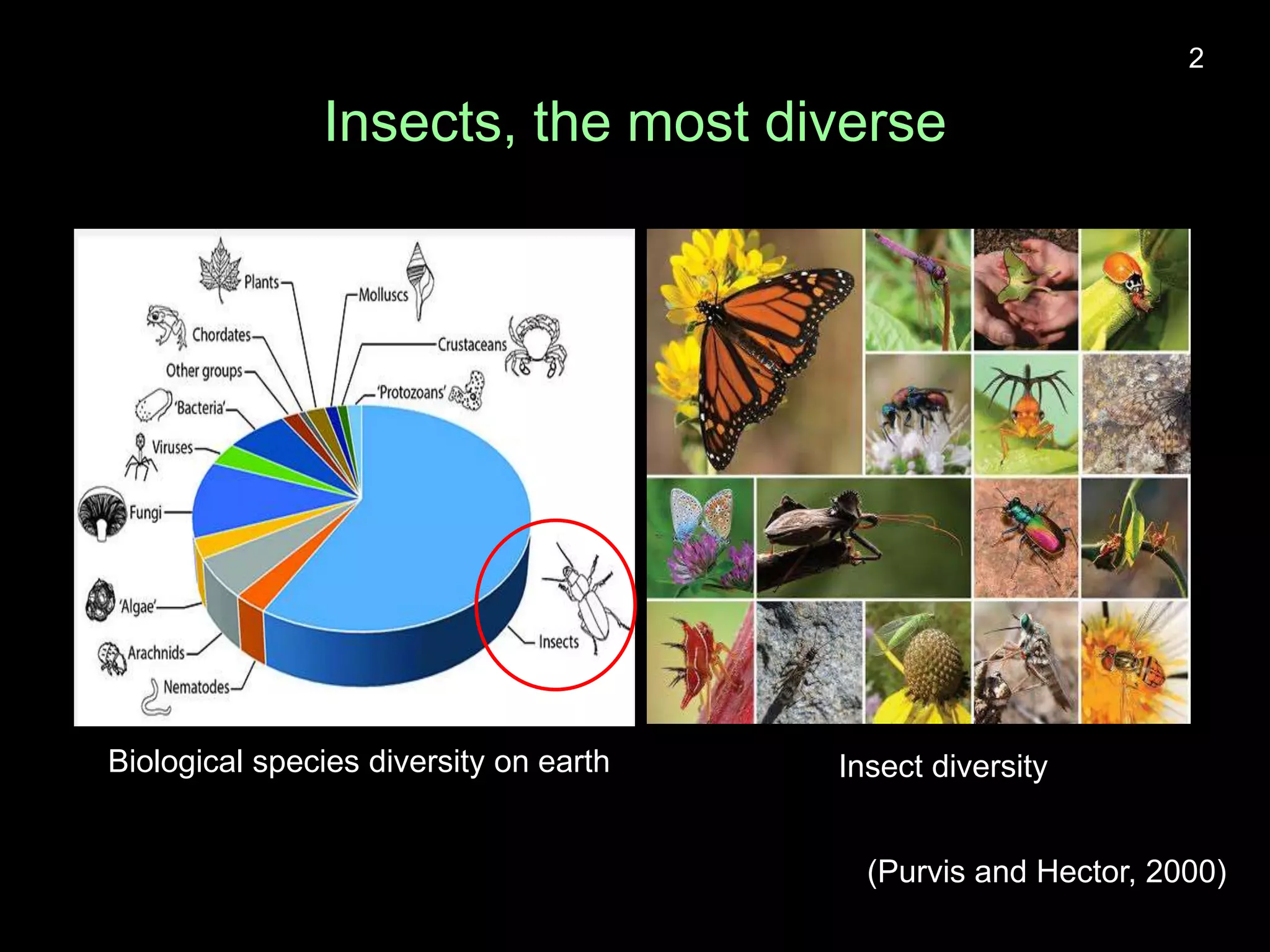 Drivers of insect decline.pptx