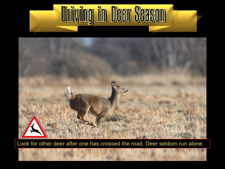 deer drive tips deer drive tips