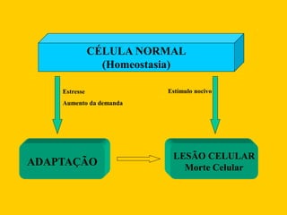 CÉLULA NORMAL
(Homeostasia)
ADAPTAÇÃO
LESÃO CELULAR
Morte Celular
Estresse
Aumento da demanda
Estímulo nocivo
 