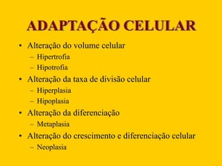 ADAPTAÇÃO CELULAR
• Alteração do volume celular
– Hipertrofia
– Hipotrofia
• Alteração da taxa de divisão celular
– Hiperplasia
– Hipoplasia
• Alteração da diferenciação
– Metaplasia
• Alteração do crescimento e diferenciação celular
– Neoplasia
 