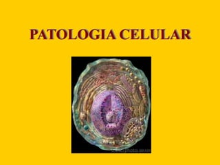 PATOLOGIA CELULAR
 