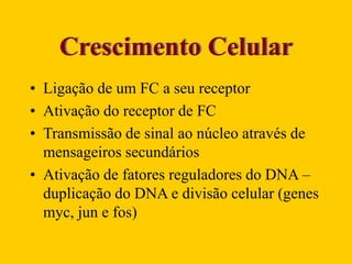 Crescimento Celular
• Ligação de um FC a seu receptor
• Ativação do receptor de FC
• Transmissão de sinal ao núcleo através de
mensageiros secundários
• Ativação de fatores reguladores do DNA –
duplicação do DNA e divisão celular (genes
myc, jun e fos)
 