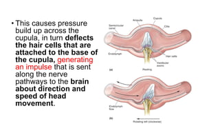Kanick Dr kanick presentation | PPTX