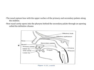-The nasal septum fuse with the upper surface of the primary and secondary palates along
the midline.
-Now nasal cavity opens into the pharynx behind the secondary palate through an opening
called the definitive choana

 