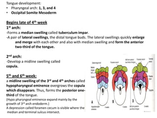 Tongue development:
• Pharyngeal arch: 1, 3, and 4
• Occipital Somite Mesoderm

Begins late of 4th week
1st arch:
-Forms a median swelling called tuberculum impar.
-A pair of lateral swellings, the distal tongue buds. The lateral swellings quickly enlarge
and merge with each other and also with median swelling and form the anterior
two-third of the tongue.

2nd arch:
-Develop a midline swelling called
copula.

5th and 6th week:
a midline swelling of the 3rd and 4th arches called
hypopharyngeal eminence overgrows the copula
which disappears. Thus, forms the posterior onethird of the tongue.
(Hypo pharyngeal eminence expand mainly by the
growth of 3rd arch endoderm.)
A depression called foramen cecum is visible where the
median and terminal sulcus intersect.

 