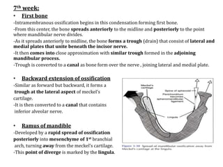 7th week:
•

First bone

-Intramembranous ossification begins in this condensation forming first bone.
-From this center, the bone spreads anteriorly to the midline and posteriorly to the point
where mandibular nerve divides.
-As it spreads anteriorly to midline, the bone forms a trough (drain) that consist of lateral and
medial plates that unite beneath the incisor nerve.
-It then comes into close approximation with similar trough formed in the adjoining
mandibular process.
-Trough is converted to a canal as bone form over the nerve , joining lateral and medial plate.

•

Backward extension of ossification

-Similar as forward but backward, it forms a
trough at the lateral aspect of meckel’s
cartilage.
-It is then converted to a canal that contains
inferior alveolar nerve.

•

Ramus of mandible

-Developed by a rapid spread of ossification
posteriorly into mesenchyme of 1st branchial
arch, turning away from the meckel’s cartilage.
-This point of diverge is marked by the lingula.

 