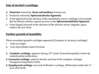 Fate of meckel’s cartilage:
1. Posterior extremity: Incus and malleus of inner ear.
2. Posterior extremity Sphenomalleolar ligament.
3. From sphenoid to the division of the mandibular nerve, cartilage is lost totally.
But its fibrous cellular capsule persist as the Sphenomandibular ligament.
4. From lingula forward to the division of the alveolar nerve: degrade, space
replace by new bone.

Further growth of mandible:
Three secondary growth cartilages appeared (Compare to primary cartilage):
i. Cells are larger
ii. Less intercellular matrix formed.
1. Condylar cartilage: appears during 12th week. Converted quickly to bone by
endochondral ossification.
2. Coronoid cartilage: anterior border and top of the condylar cartilage.
Disappears long before birth.
3. Symphyseal cartilage: two end of Meckel’s cartilage. Obliterated within the 1st
year after birth.

 
