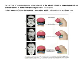 -By the time of face development, the epithelium at the inferior border of maxillary process and
superior border of mandibular process proliferate and thickens.
-When fuse they form a single primary epithelium band, joining the upper and lower jaw.

 