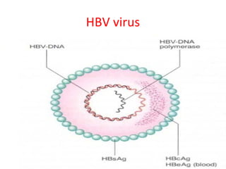 HBV virus
 