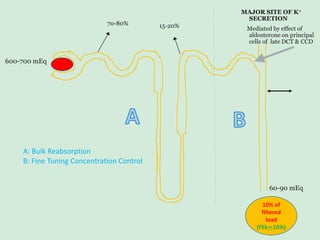 600-700 mEq
70-80% 15-20%
60-90 mEq
10% of
filtered
load
(FEk～10%)
MAJOR SITE OF K+
SECRETION
Mediated by effect of
aldosterone on principal
cells of late DCT & CCD
A: Bulk Reabsorption
B: Fine Tuning Concentration Control
 