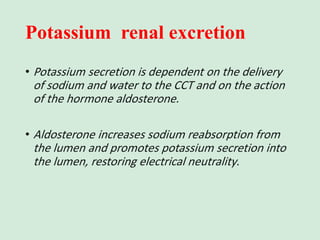 Potassium renal excretion
• Potassium secretion is dependent on the delivery
of sodium and water to the CCT and on the action
of the hormone aldosterone.
• Aldosterone increases sodium reabsorption from
the lumen and promotes potassium secretion into
the lumen, restoring electrical neutrality.
 
