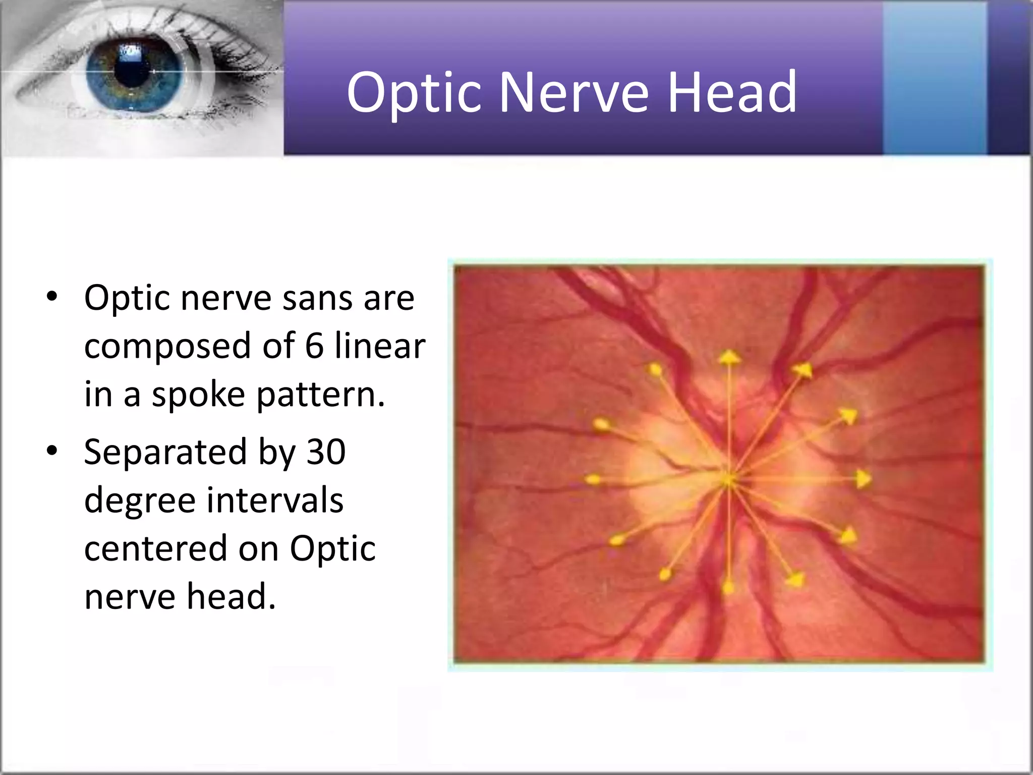 Optic Nerve Head
• Optic nerve sans are
composed of 6 linear
in a spoke pattern.
• Separated by 30
degree intervals
centered on Optic
nerve head.
 