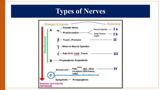Types of Nerves
 