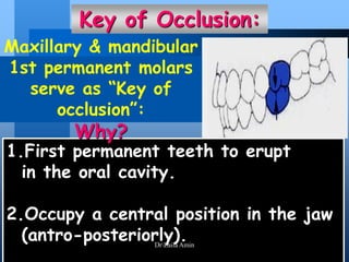 1.First permanent teeth to erupt
in the oral cavity.
2.Occupy a central position in the jaw
(antro-posteriorly).
Key of Occlusion:
Maxillary & mandibular
1st permanent molars
serve as “Key of
occlusion”:
Why?
DrLaila Amin
 