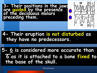 3- Their positions in the jaws
are guided by the presence
of the deciduous molars
preceding them.
4- Their eruption is not disturbed as
they have no predecessors.
5- 6 is considered more accurate than
6 as it is attached to a bone fixed to
the base of the skull.
DrLaila Amin
 