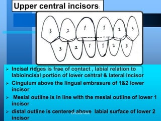  Incisal ridges is free of contact , labial relation to
labioincisal portion of lower central & lateral incisor
 Cingulum above the lingual embrasure of 1&2 lower
incisor
 Mesial outline is in line with the mesial outline of lower 1
incisor
 distal outline is centered above labial surface of lower 2
incisor
Upper central incisors:
DrLaila Amin
 