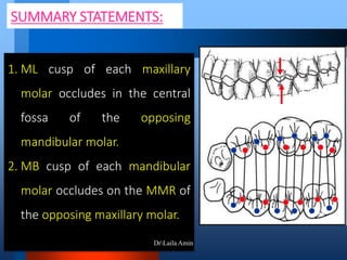SUMMARY STATEMENTS:
1. ML cusp of each maxillary
molar occludes in the central
fossa of the opposing
mandibular molar.
2. MB cusp of each mandibular
molar occludes on the MMR of
the opposing maxillary molar.
DrLaila Amin
 