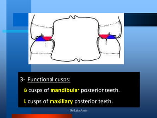3- Functional cusps:
B cusps of mandibular posterior teeth.
L cusps of maxillary posterior teeth.
DrLaila Amin
 