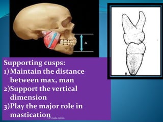 Supporting cusps:
1)Maintain the distance
between max, man
2)Support the vertical
dimension
3)Play the major role in
masticationDrLaila Amin
 