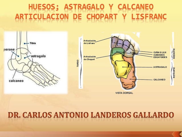 anatomia-articulacion-chopart-y-lisfranc