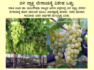 ©½ zÁæQë ¨ÉÃ¸ÁAiÀÄPÉÌ «±ÉÃµÀ MvÀÄÛ.
1964 ¢AzÀ qÁ: ªÀÄjÃUËqÀgÀÄ gÁdåzÀ C£ÉÃPÀ f¯ÉèUÀ¼À°è ©½ zÁæQë ¨É¼ÉUÀ¼À
¨ÉÃ¸ÁAiÀÄPÉÌ ºÉÆ¸À AiÉÆÃd£É gÀÆ¦¹ C£ÀÄµÁÖ£ÀPÉÌ vÀAzÀgÀÄ. EzÀgÀ ¥sÀ®ªÁV
¸Á«gÁgÀÄ d£ÀgÀ DyðPÀvÉ ªÉÄÃ®älÖPÉÌ KjvÀÄ.
 