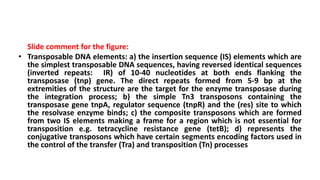 Slide comment for the figure:
• Transposable DNA elements: a) the insertion sequence (IS) elements which are
the simplest transposable DNA sequences, having reversed identical sequences
(inverted repeats: IR) of 10-40 nucleotides at both ends flanking the
transposase (tnp) gene. The direct repeats formed from 5-9 bp at the
extremities of the structure are the target for the enzyme transposase during
the integration process; b) the simple Tn3 transposons containing the
transposase gene tnpA, regulator sequence (tnpR) and the (res) site to which
the resolvase enzyme binds; c) the composite transposons which are formed
from two IS elements making a frame for a region which is not essential for
transposition e.g. tetracycline resistance gene (tetB); d) represents the
conjugative transposons which have certain segments encoding factors used in
the control of the transfer (Tra) and transposition (Tn) processes
 