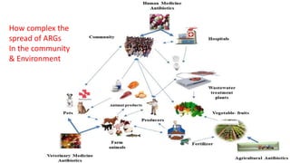 How complex the
spread of ARGs
In the community
& Environment
 