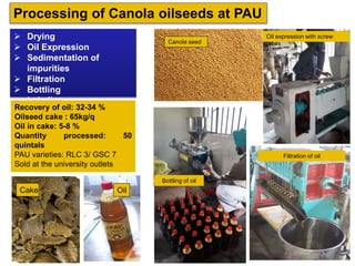 Processing of Canola oilseeds at PAU
 Drying
 Oil Expression
 Sedimentation of
impurities
 Filtration
 Bottling
 Labeling
Recovery of oil: 32-34 %
Oilseed cake : 65kg/q
Oil in cake: 5-8 %
Quantity processed: 50
quintals
PAU varieties: RLC 3/ GSC 7
Sold at the university outlets
Oil expression with screw
press
Filtration of oil
Canola seed
Bottling of oil
Cake Oil
 
