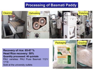 Processing of Basmati Paddy
Recovery of rice: 65-67 %
Head Rice recovery: 50%
Quantity processed: 40 quintals
PAU varieties: PAU Pusa Basmati 1121/
1718
Sold at the university outlets
Cleaning Dehusking Polishing
Grading
Packaging
 