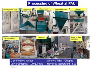 Processing of Wheat at PAU
Commodity : Wheat Variety : PBW1 Chapati
Qty processed: 100 quintals Revenue Generated 3.00
lakhs
Packaging
Training session
Outlet for floor
collection
Input hopper Cleaner-cum-
scrubber
Overhead storage
tank
Grinder
Wheat grain in bags
 